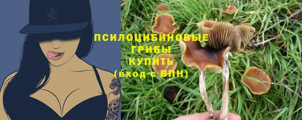 прущие грибы Арсеньев